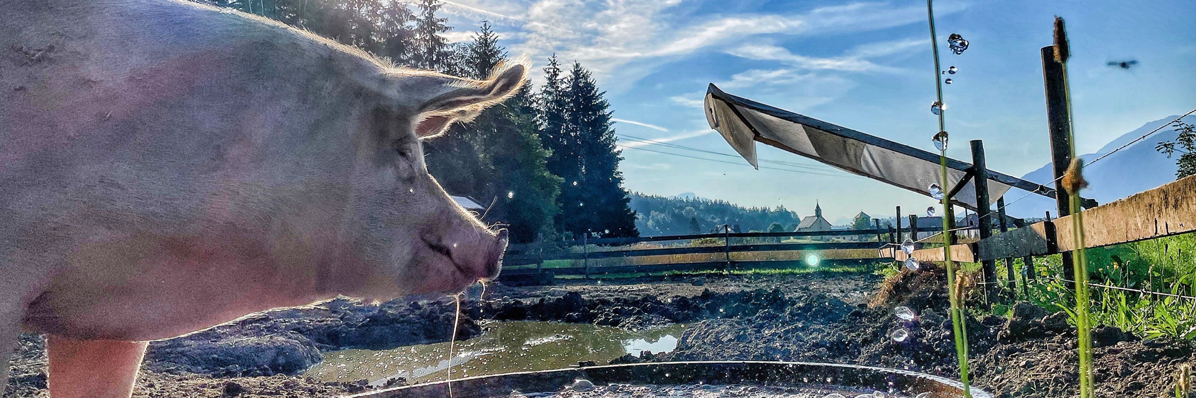 Schwein das gerdae getrunken hat