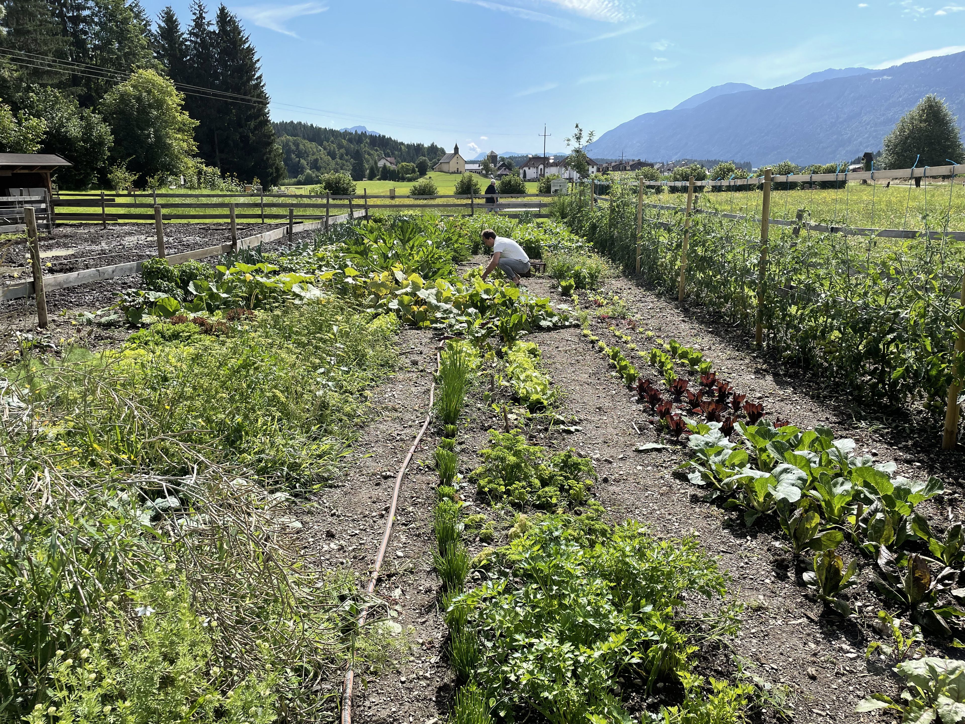 Blick auf den weitläufigen Schlossgarten mit frischen Salaten und vielfältigem Gemüseanbau; im Hintergrund Juniorchef Johann Steinwender bei der Ernte für ein Gericht im Restaurant Schloss Lerchenhof.