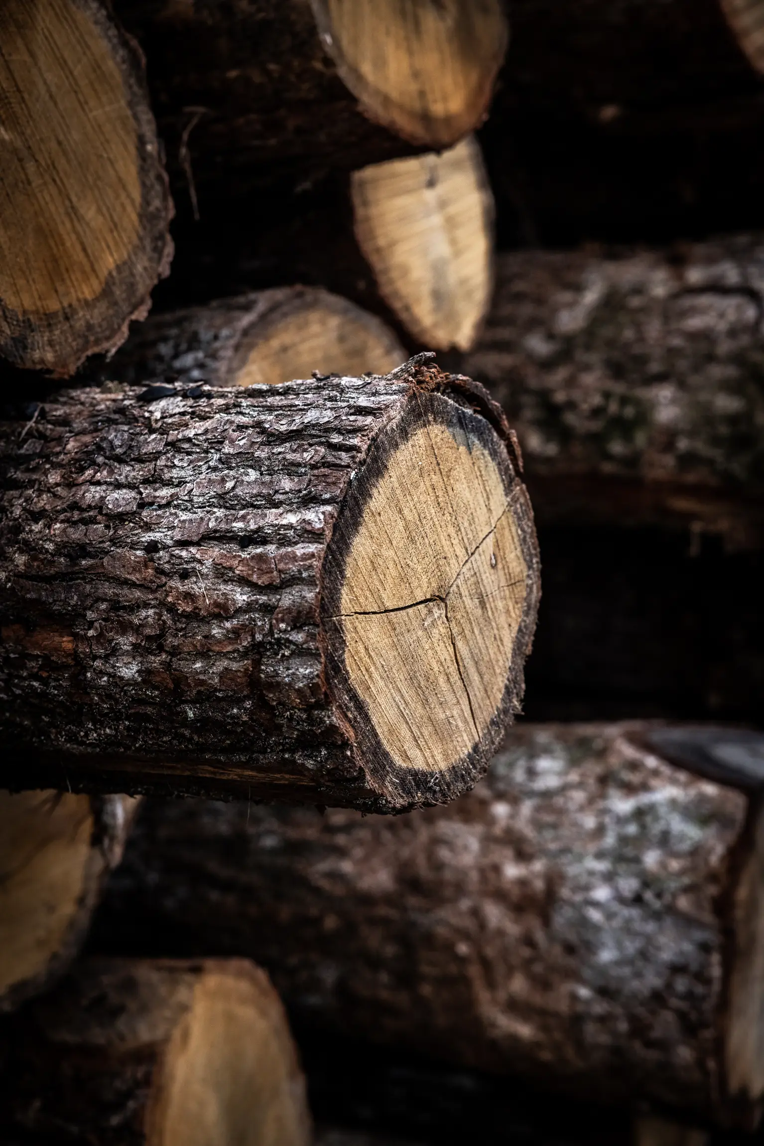 A close-up of stacked tree logs with rough bark and visible growth rings on the cut ends.