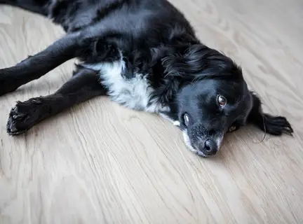 Dog lying on floor