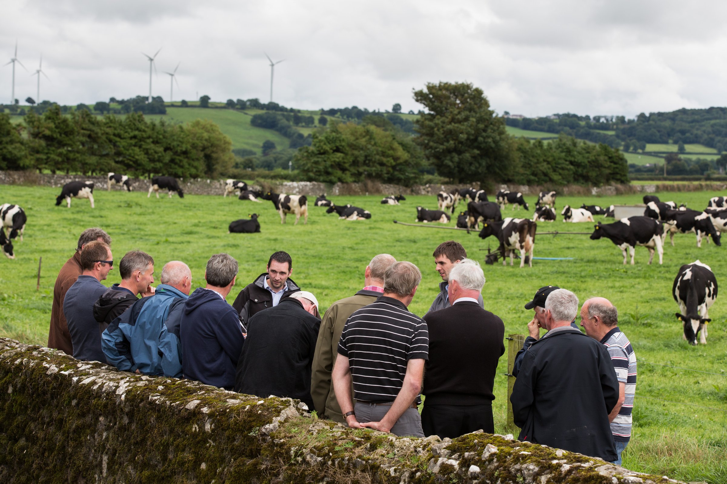 A group of people stands near a stone wall, observing cows grazing in a lush green field, with wind turbines visible in the background.