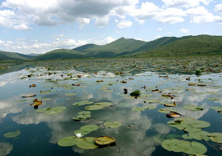 A serene lake with lily pads, reflecting a cloudy sky, surrounded by distant green hills under a bright blue sky.