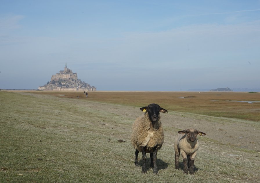 Two sheep standing on grassy terrain with Mont Saint-Michel in the background under a clear blue sky.