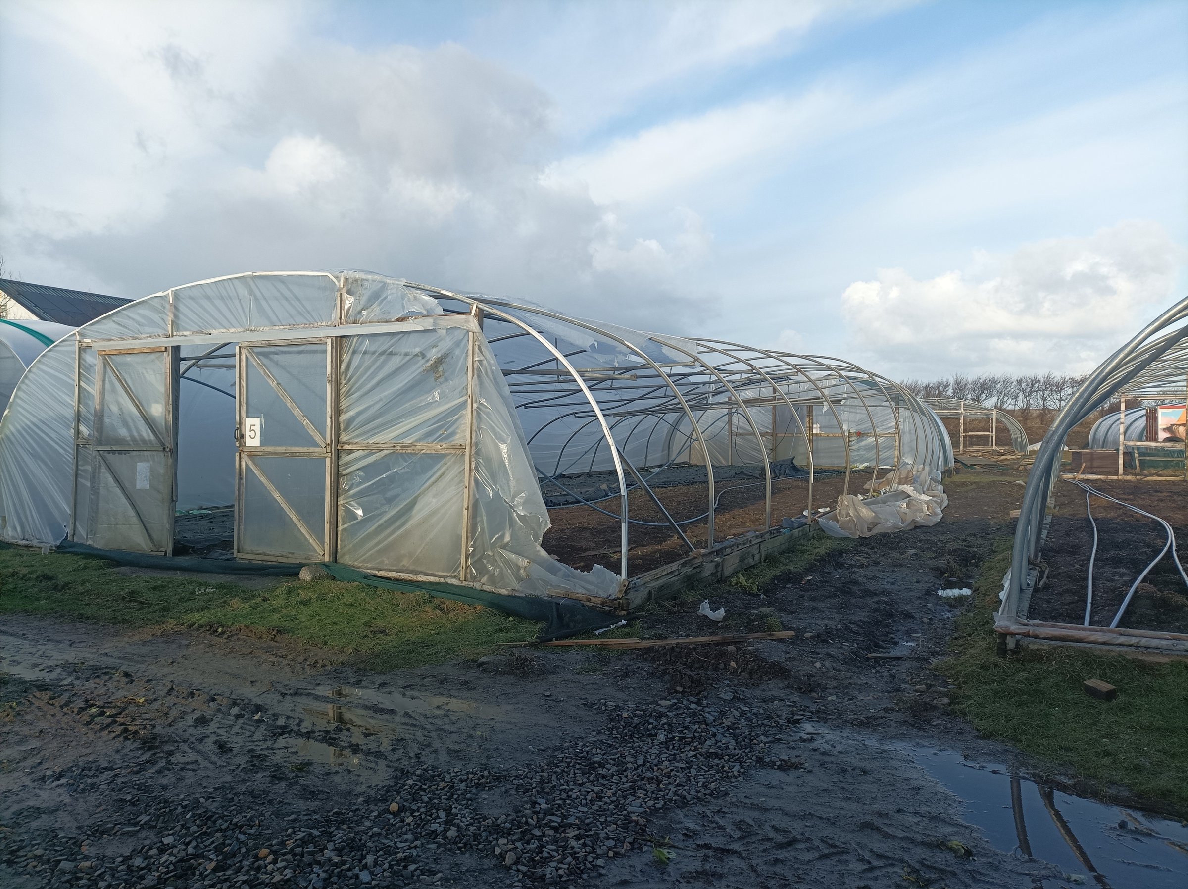 A large, empty greenhouse with a metal frame and transparent plastic cover stands on a muddy ground under a cloudy sky.