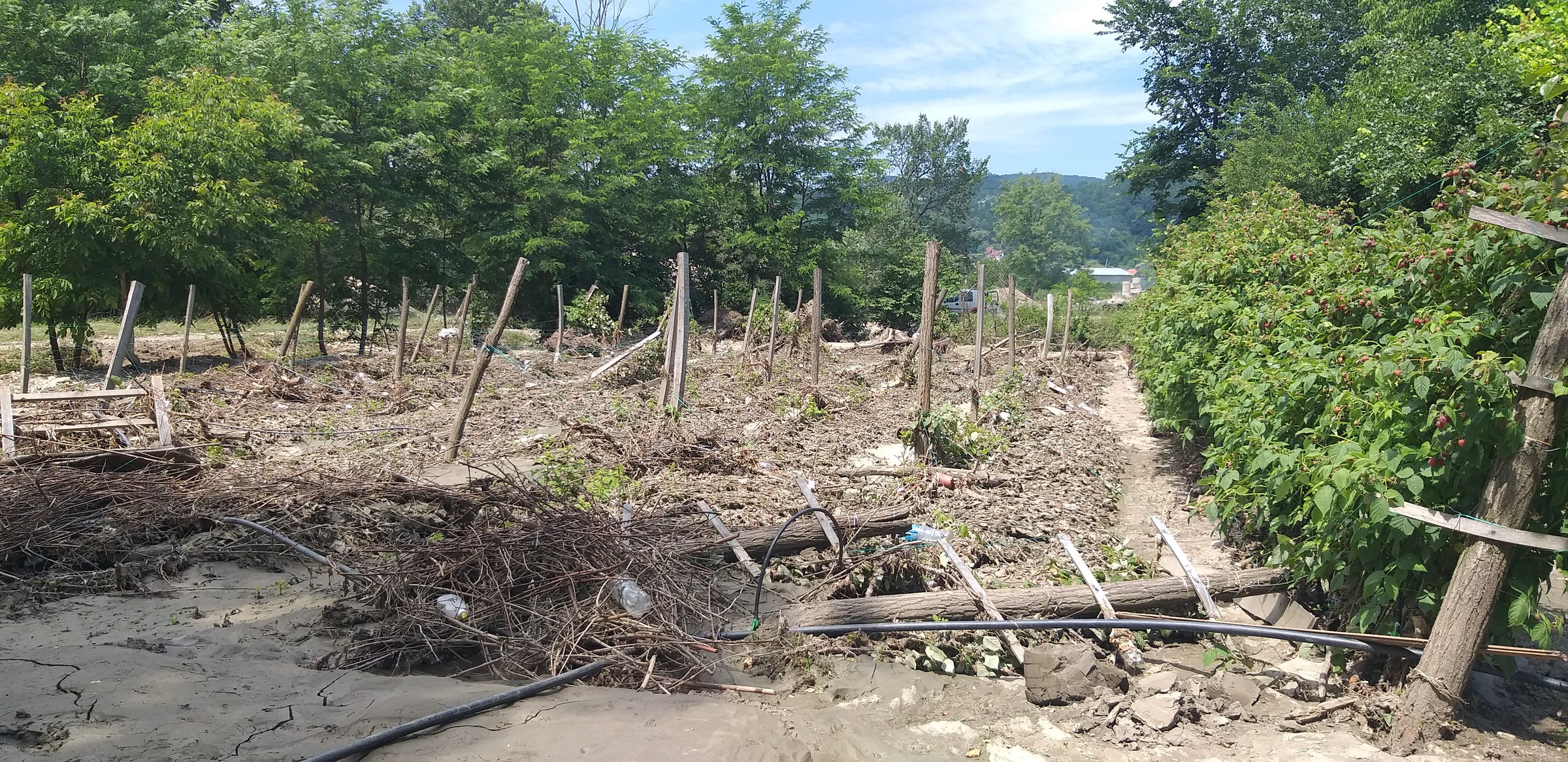 A garden with damaged plants and broken stakes, surrounded by green trees under a blue sky.