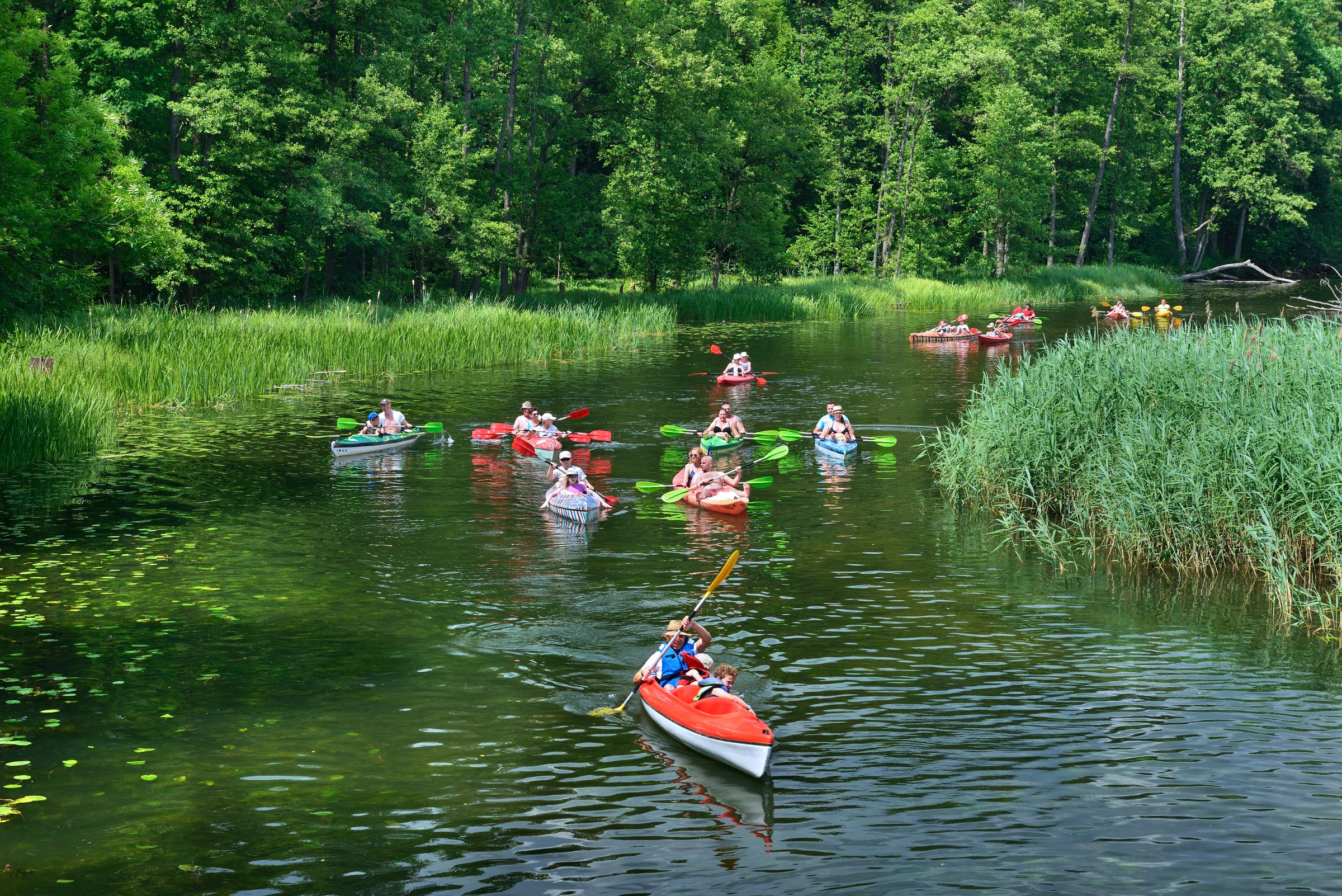 A group of people kayaking on a calm river surrounded by lush green trees and reeds on a sunny day.
