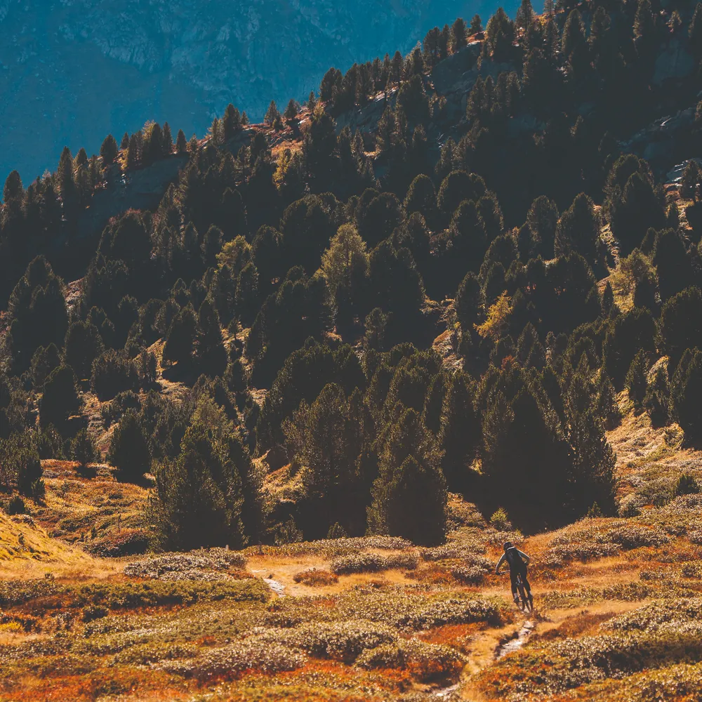 Einzelner Biker fährt durch weite alpine Wiesenlandschaft mit Arvenwald im Hintergrund