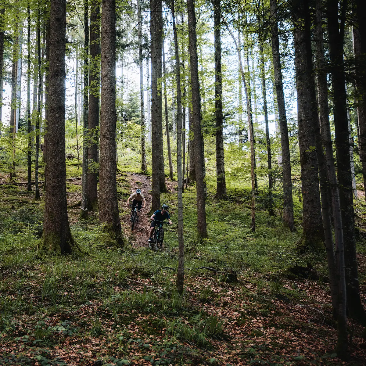 Zwei E-Mountainbiker fahren hintereinander durch einen hohen lichten Wald