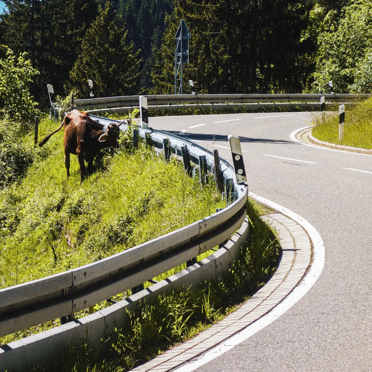Kuh grast am Strassenrand einer kurvigen Alpenstrasse mit Leitplanke