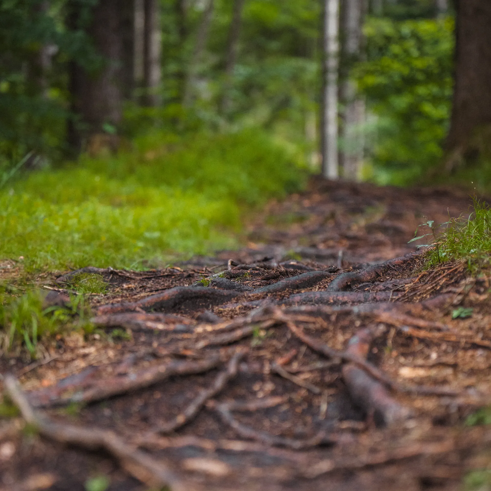 Nahaufnahme eines wurzeldurchzogenen Trails im Wald aus Bodenperspektive