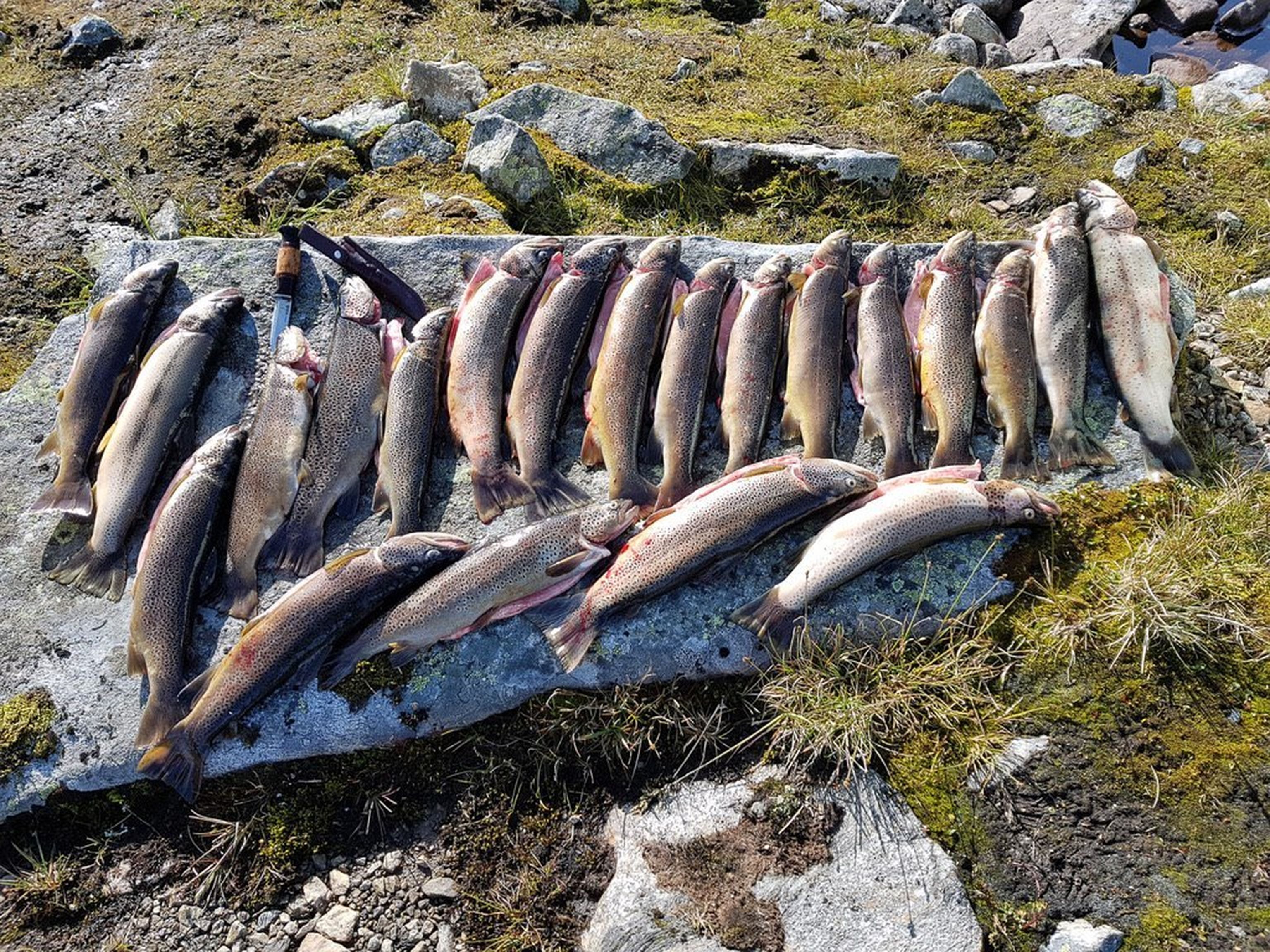 VM i rakfisk 2025 på Skåbu