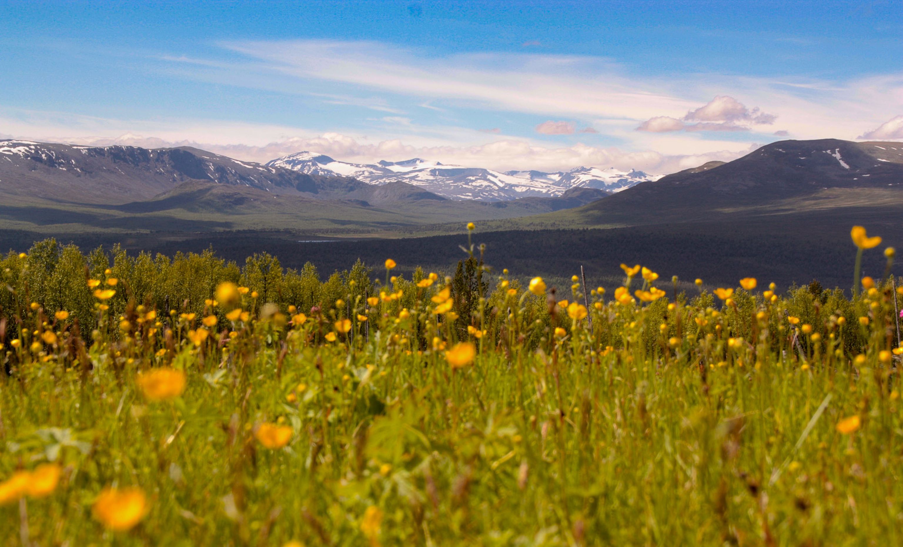 Collection item image