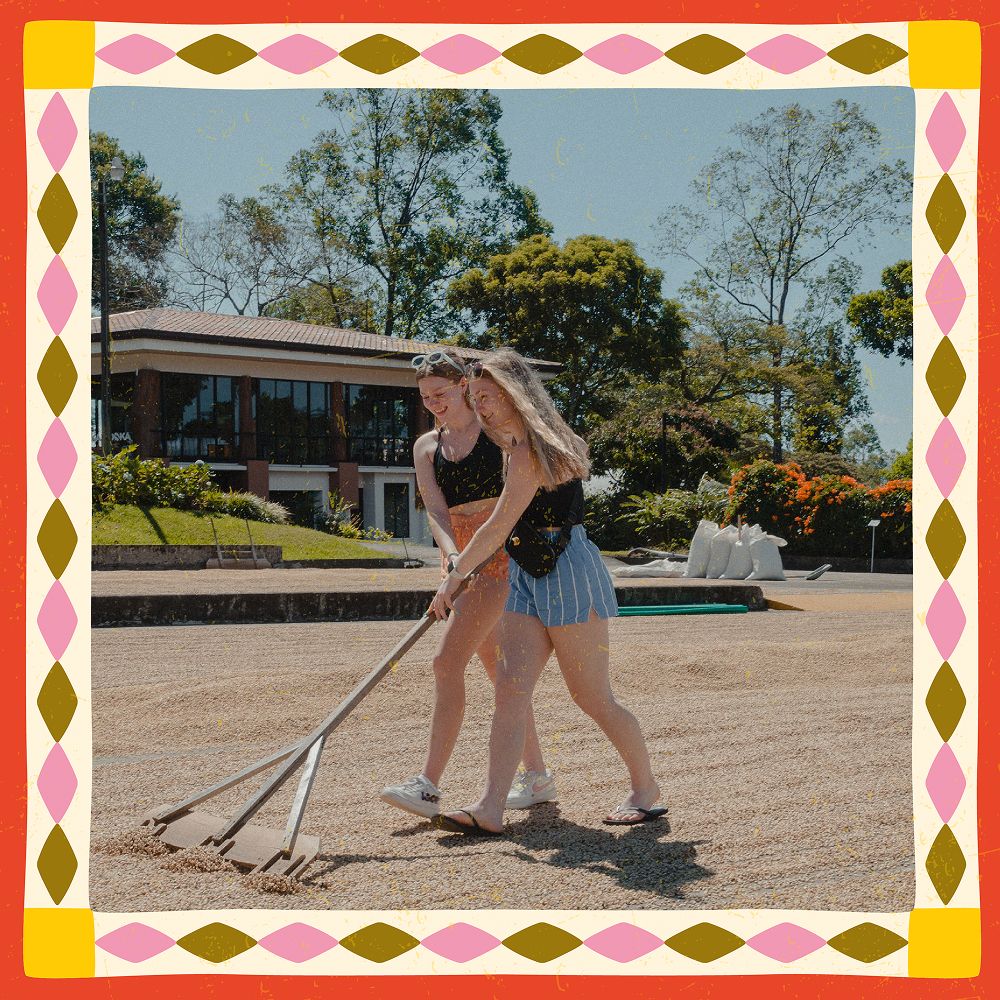 Two smiling students pushing a long wooden rake across a sunlit drying patio of coffee beans, with a building and trees behind them in Costa Rica