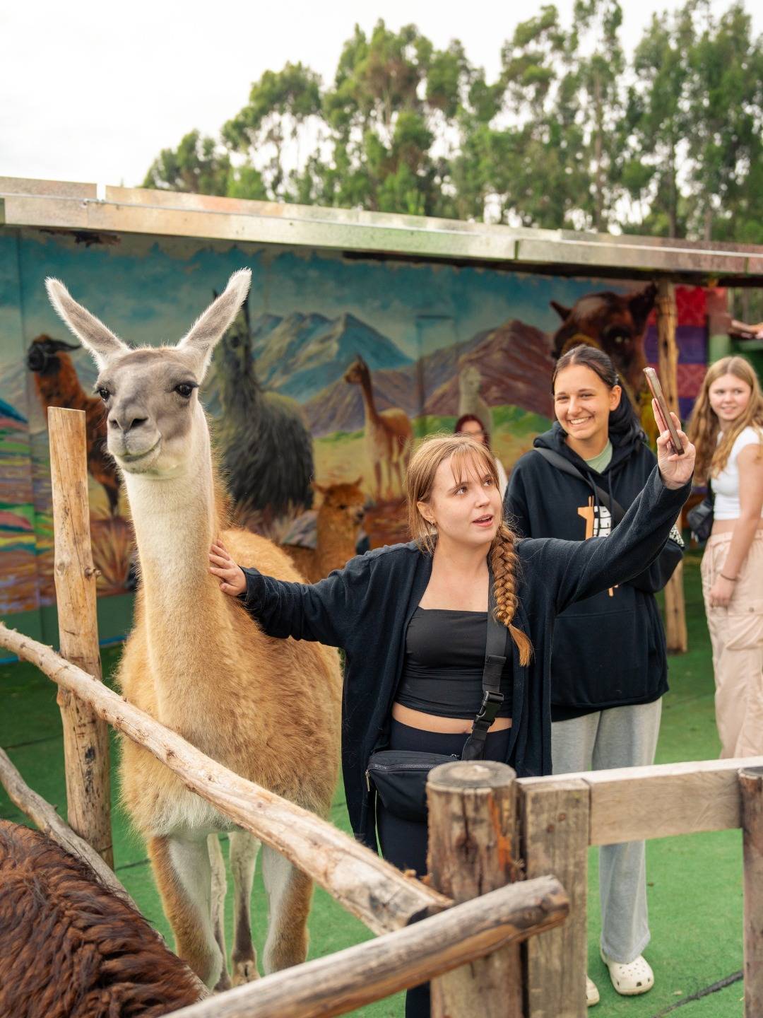 Student with a braid reaching out to pet a white llama at a wooden fence, with another student smiling behind her and a mural of mountains and llamas on the wall in Peru