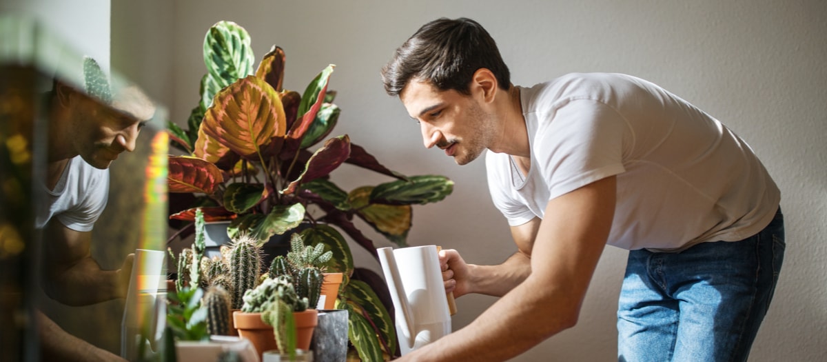 Mann gießt Blumen in der Wohnung.