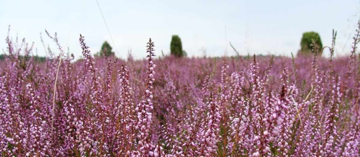 Rosa Heidekraut am Feld.
