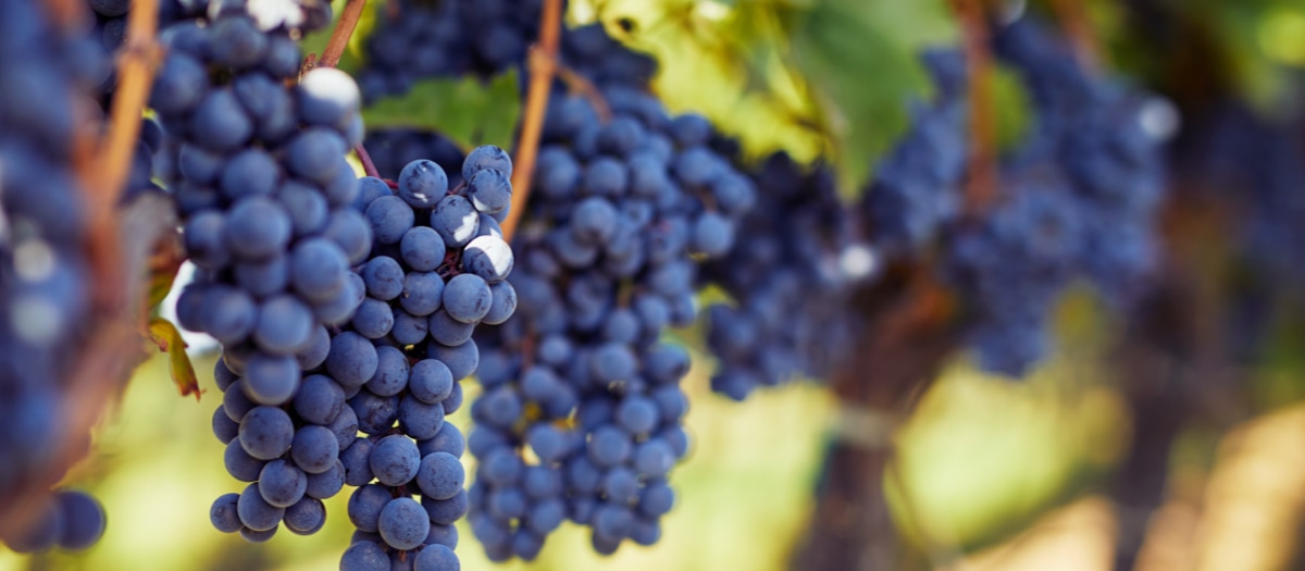 Blaue Trauben an Rebe.