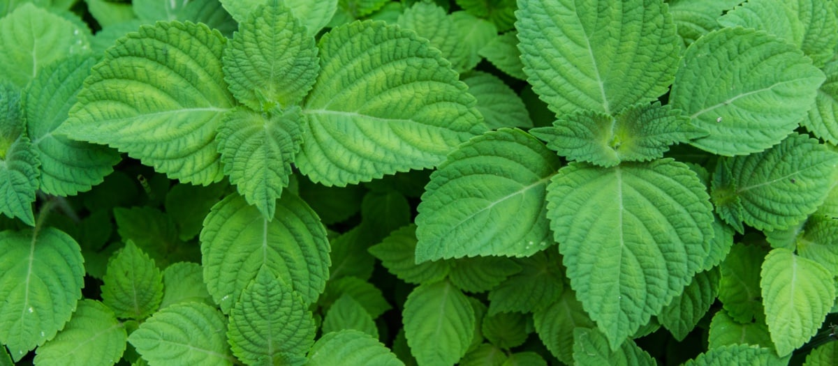 Grüne Perilla-Blätter