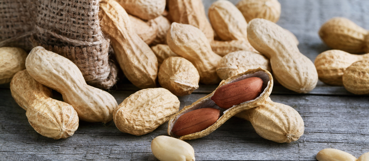 Mungobohnen Sprossen in einer Schale.