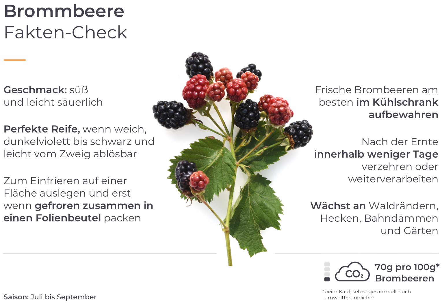 Brombeere Fakten-Check Infografik.