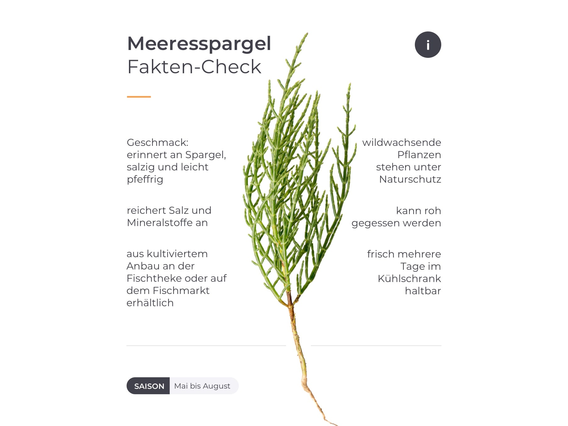 Meeresspargel wird auch Queller oder Salicornia genannt. Infografik mit Fakten zum Queller.