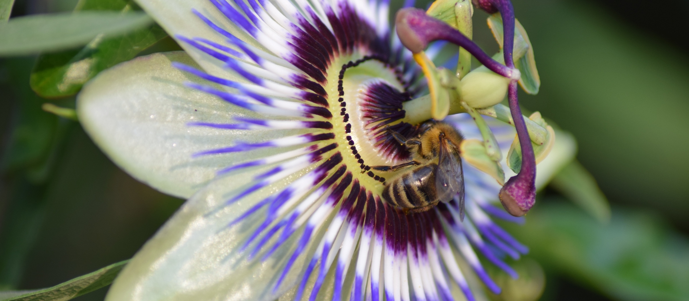 Bienen beim Pollensammeln