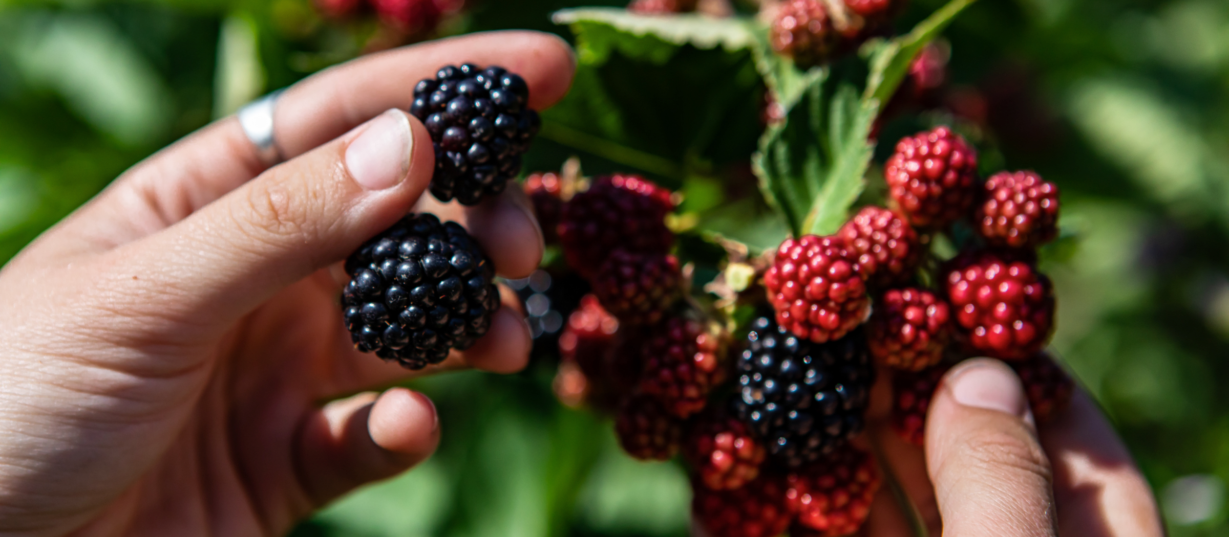 Reife und unreife Brombeeren an einem Brombeerstrauch.