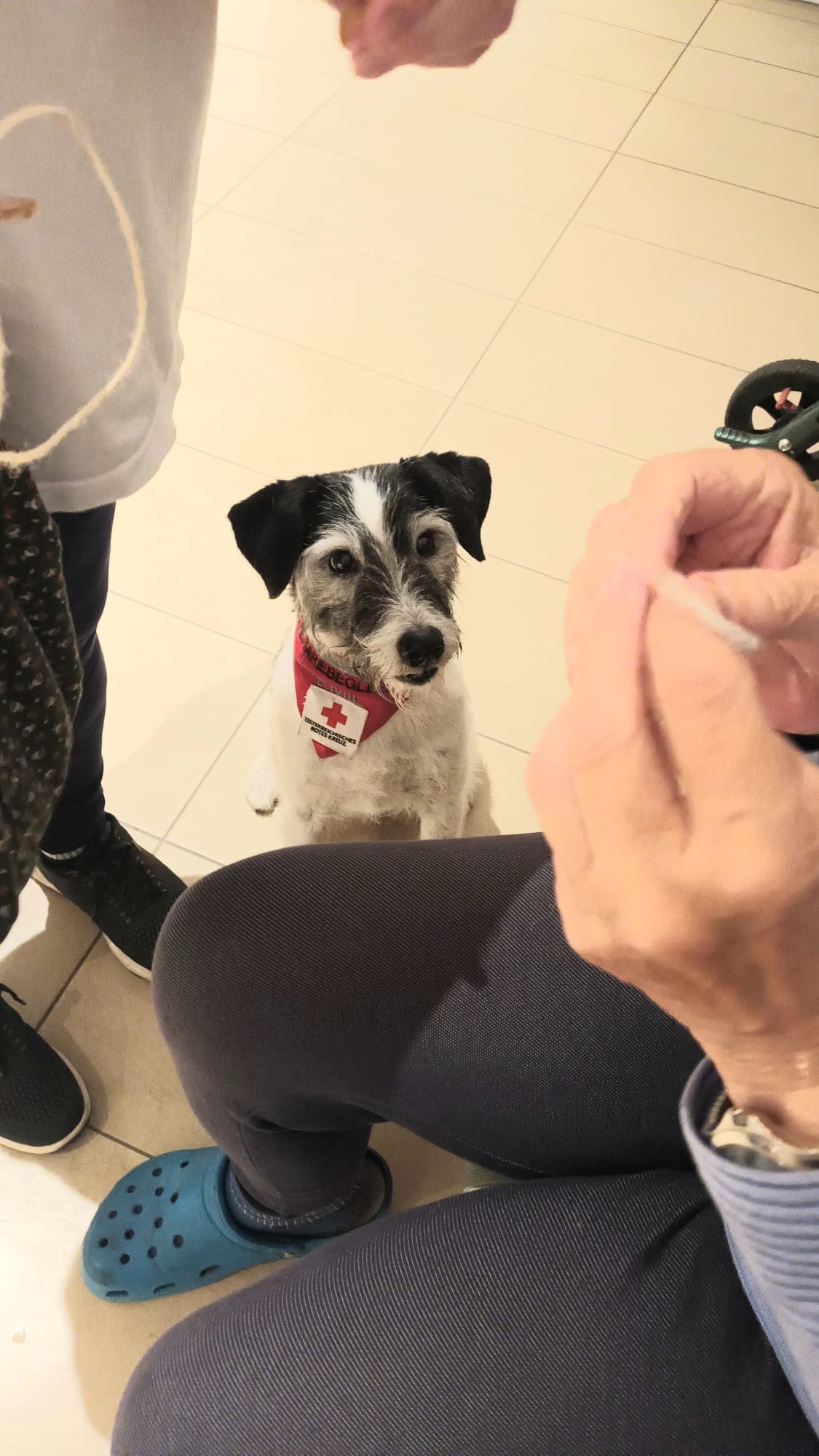 Therapiehunde zu Besuch im Betreuten Wohnen