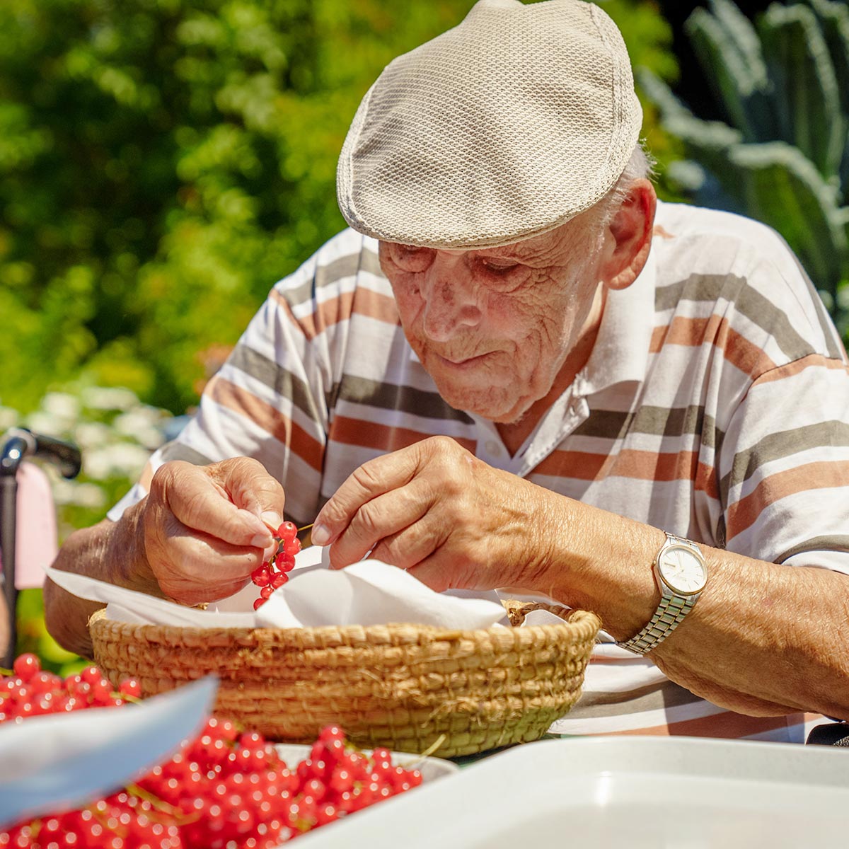Ein älterer Mann mit Kappe rebelt Ribisel im Garten