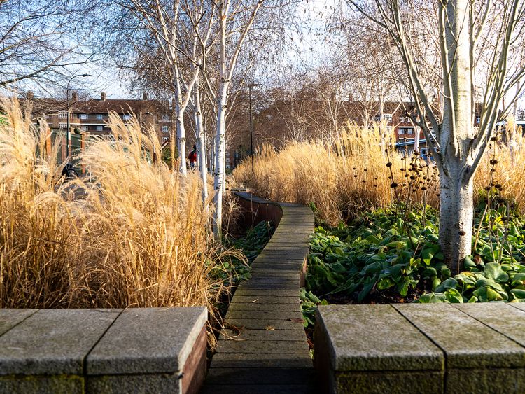 A narrow wooden pathway winds through tall beige grasses and green plants, with leafless trees and residential buildings in the background.