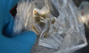 Presence of Cannabis