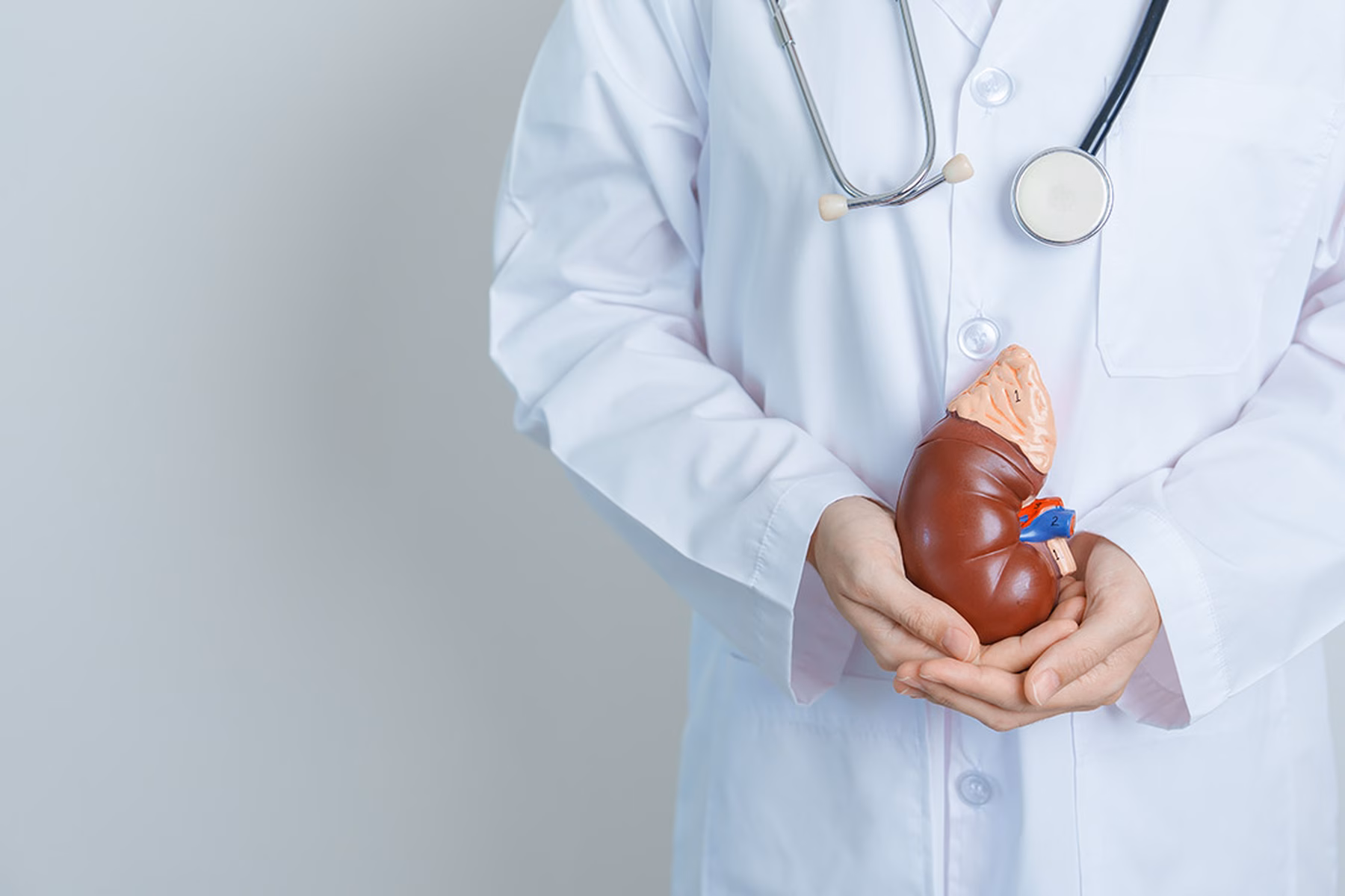 Doctor holding a kidney mockup