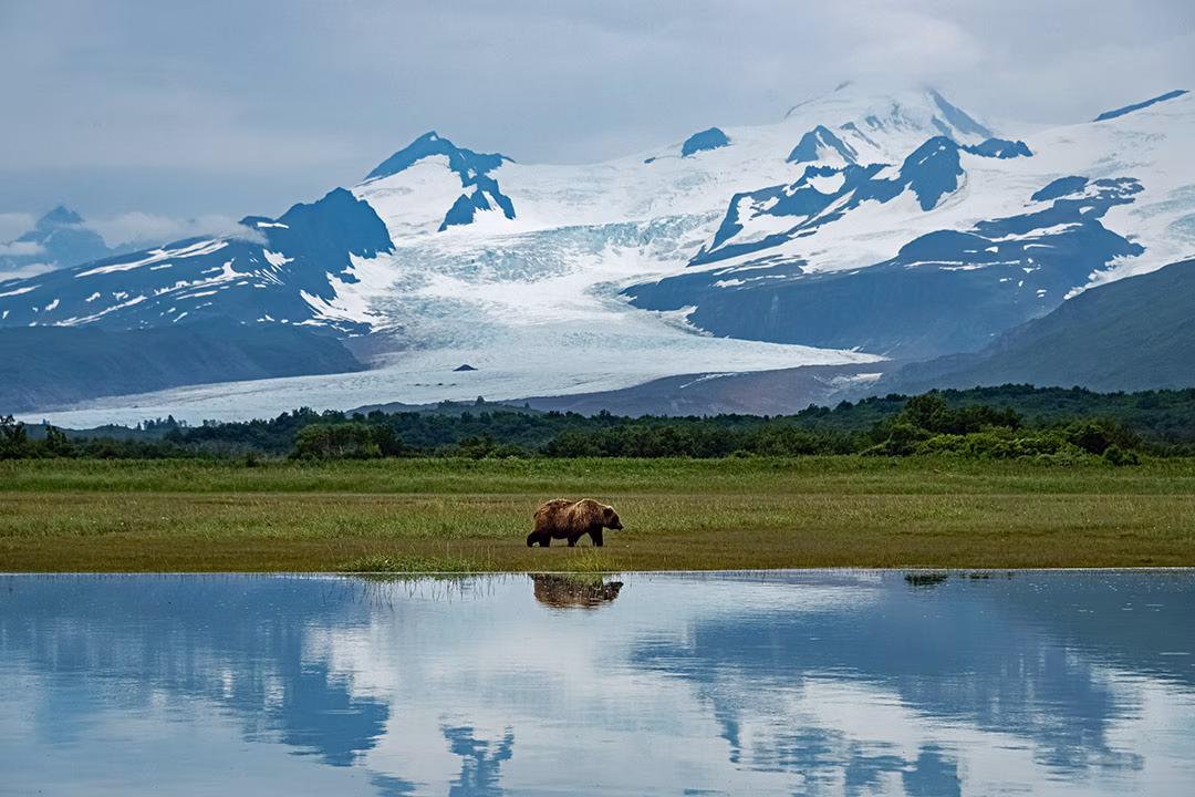 Mountains in Alaska and a kodiak bear