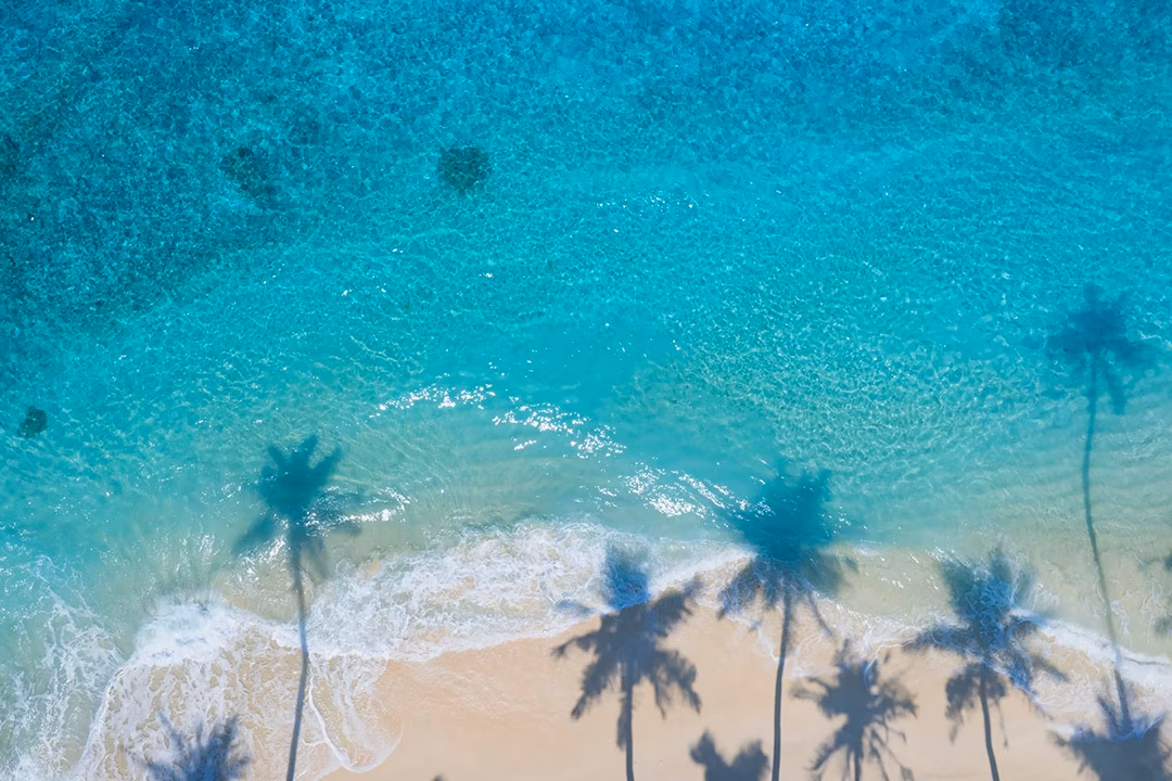 Palm trees on the Caribbean Beach