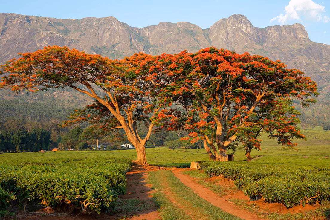 malawi