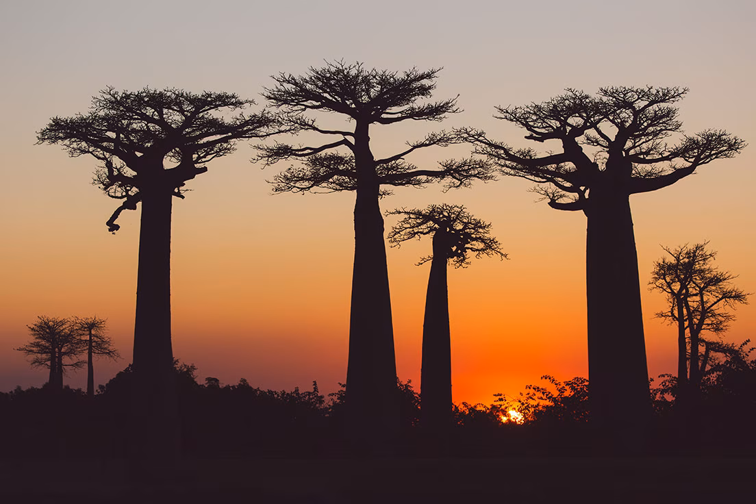 madagascar