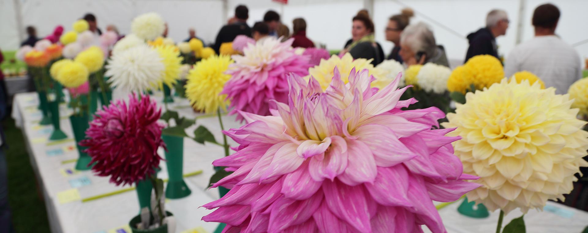 Flowers on display at a flower show