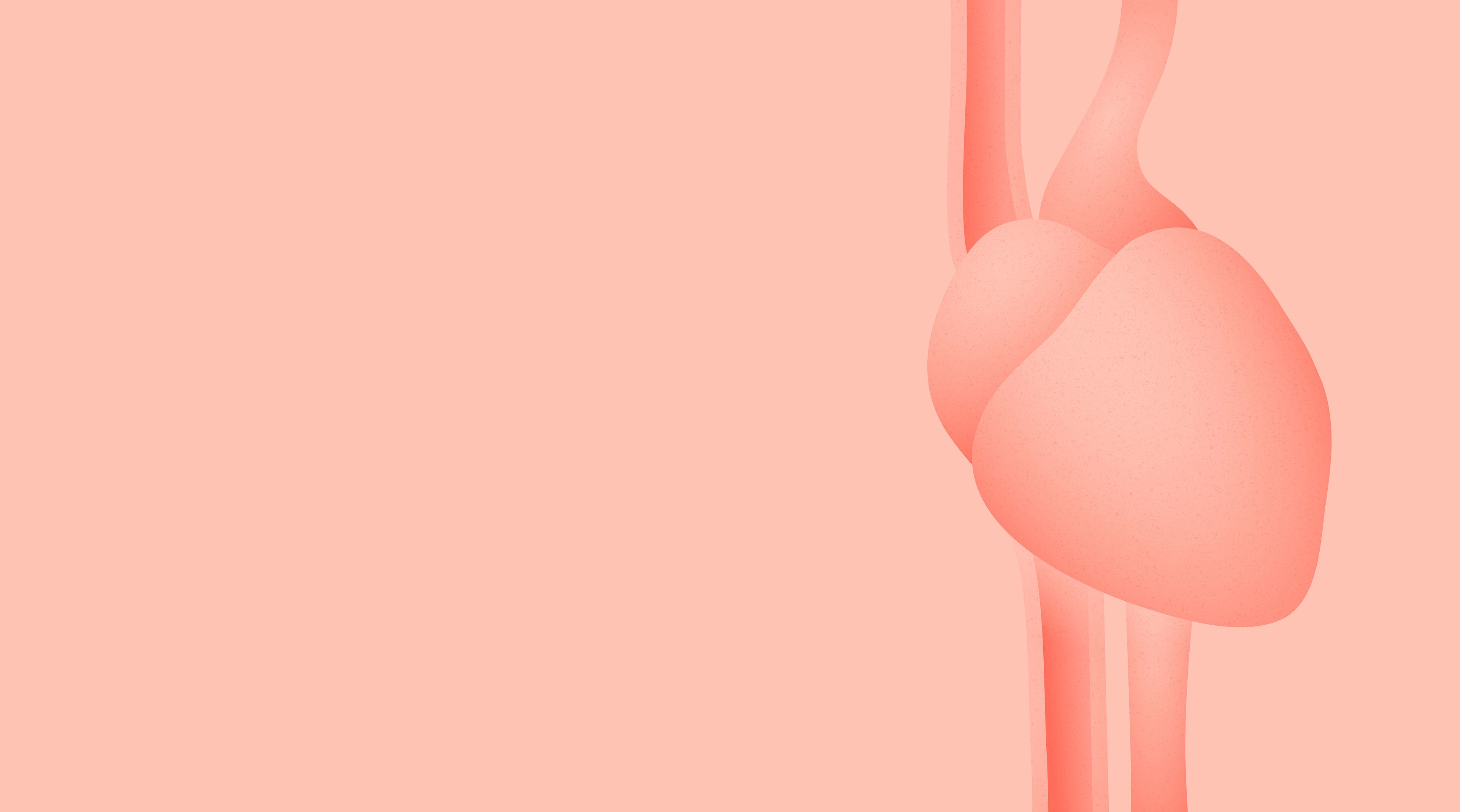 Illustration eines vereinfachten menschlichen Herzens mit Arterien und Venen auf rosa Hintergrund.