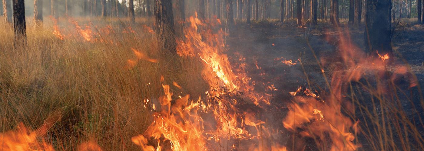 Wildfires and Insurance Resource Image