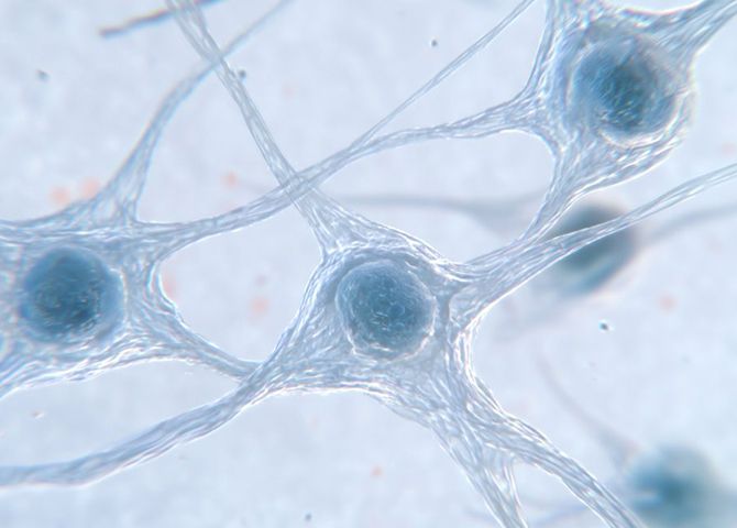 Biostimulator with a low inflammation risk