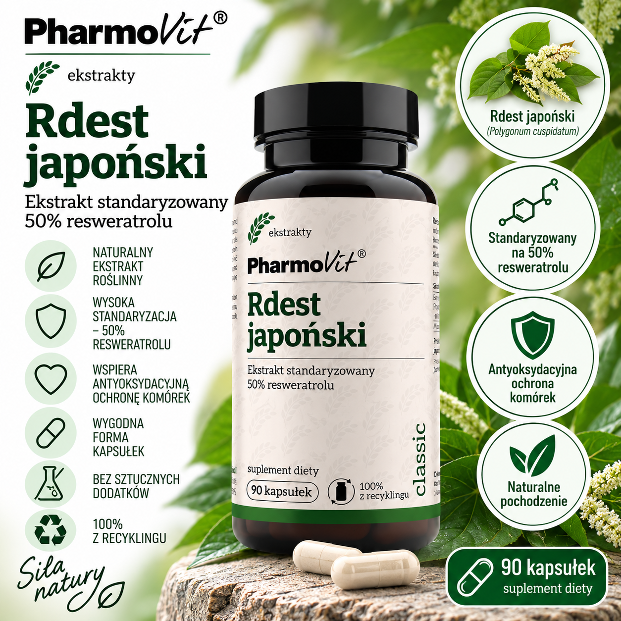 PharmoVit Rdest japoński – suplement diety, 90 kapsułek, zawierający ekstrakt z rdestu japońskiego standaryzowany na 50% resweratrolu.