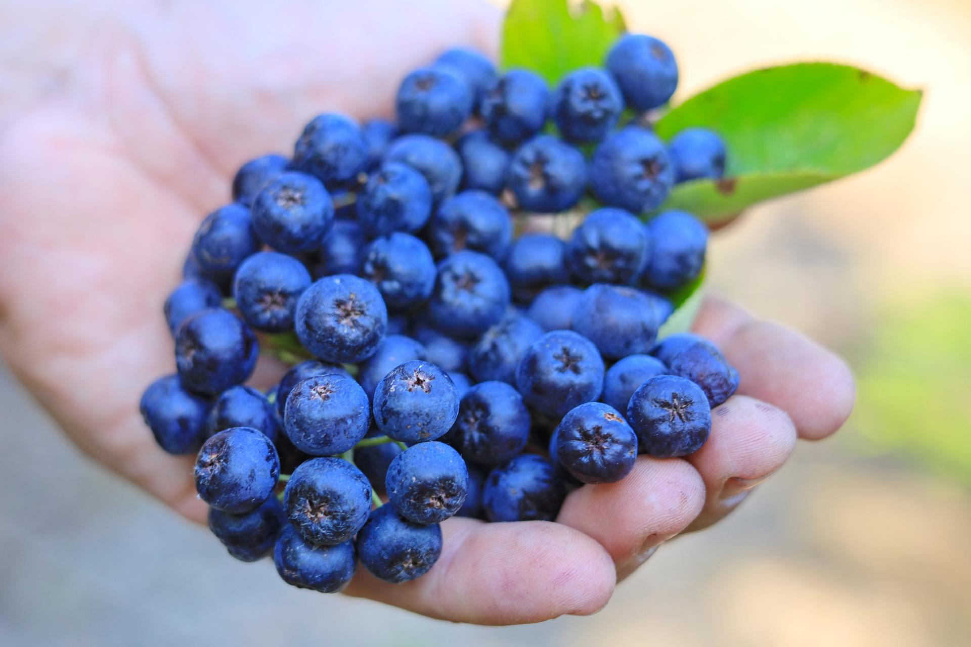 Superfoods - najlepsze z natury, najlepsze dla jelit
