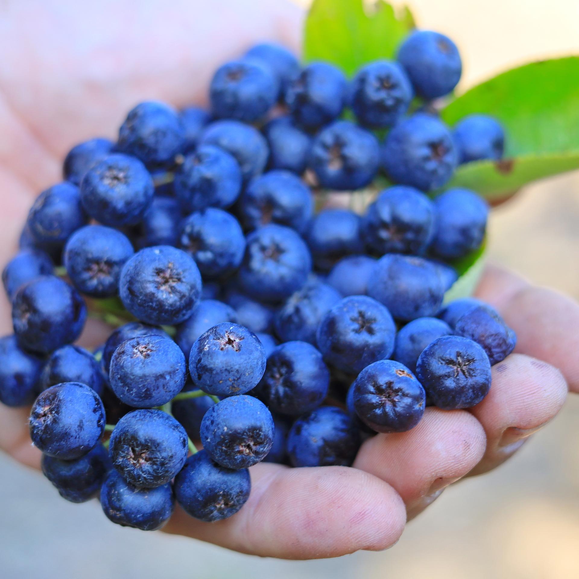 Superfoods - najlepsze z natury, najlepsze dla jelit