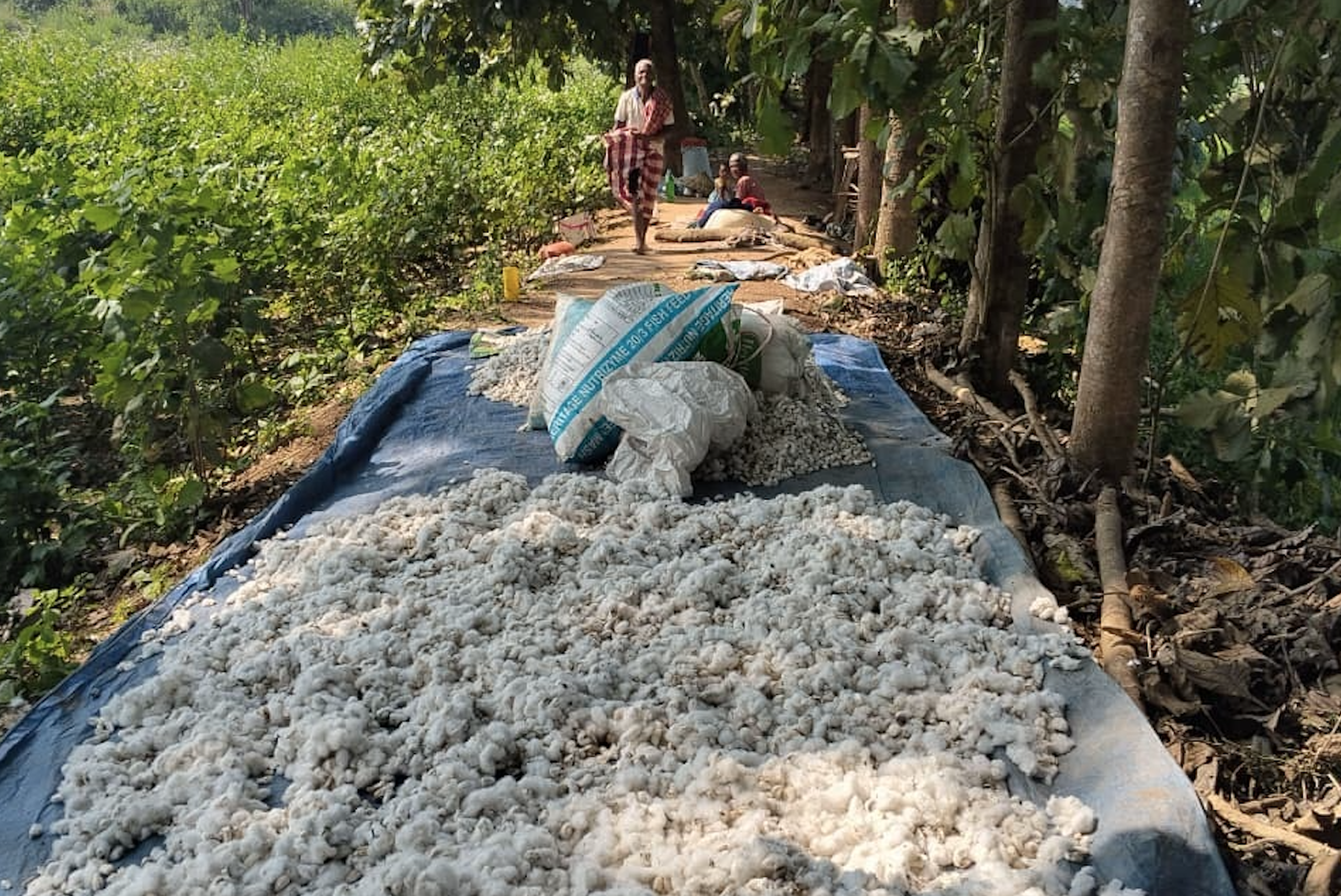 Freshly harvested cotton spread on a tarp under trees, with people in the background and dense greenery on the side.