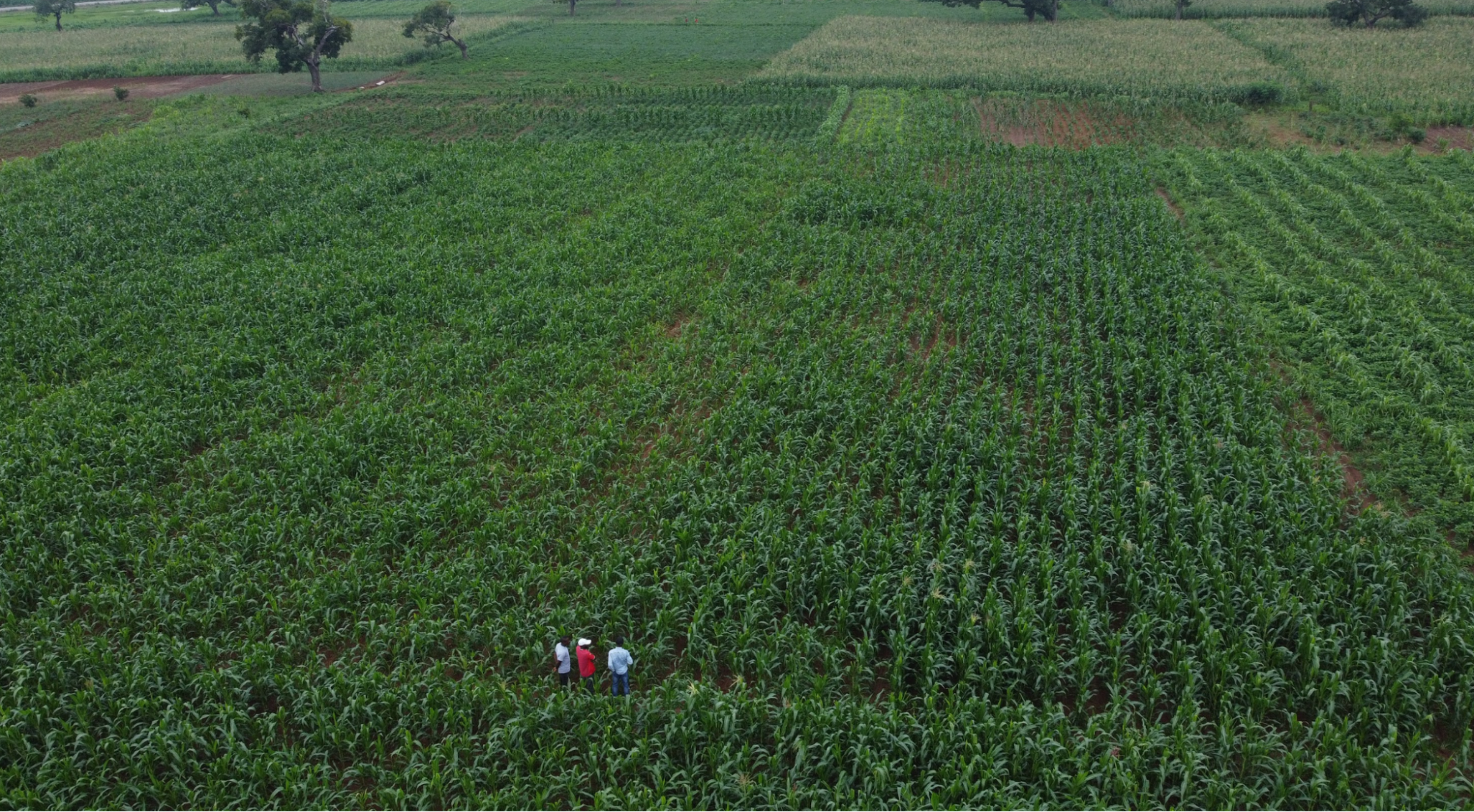 Aerial view of a vast green field with three people walking through rows of crops. Sparse trees dot the background.