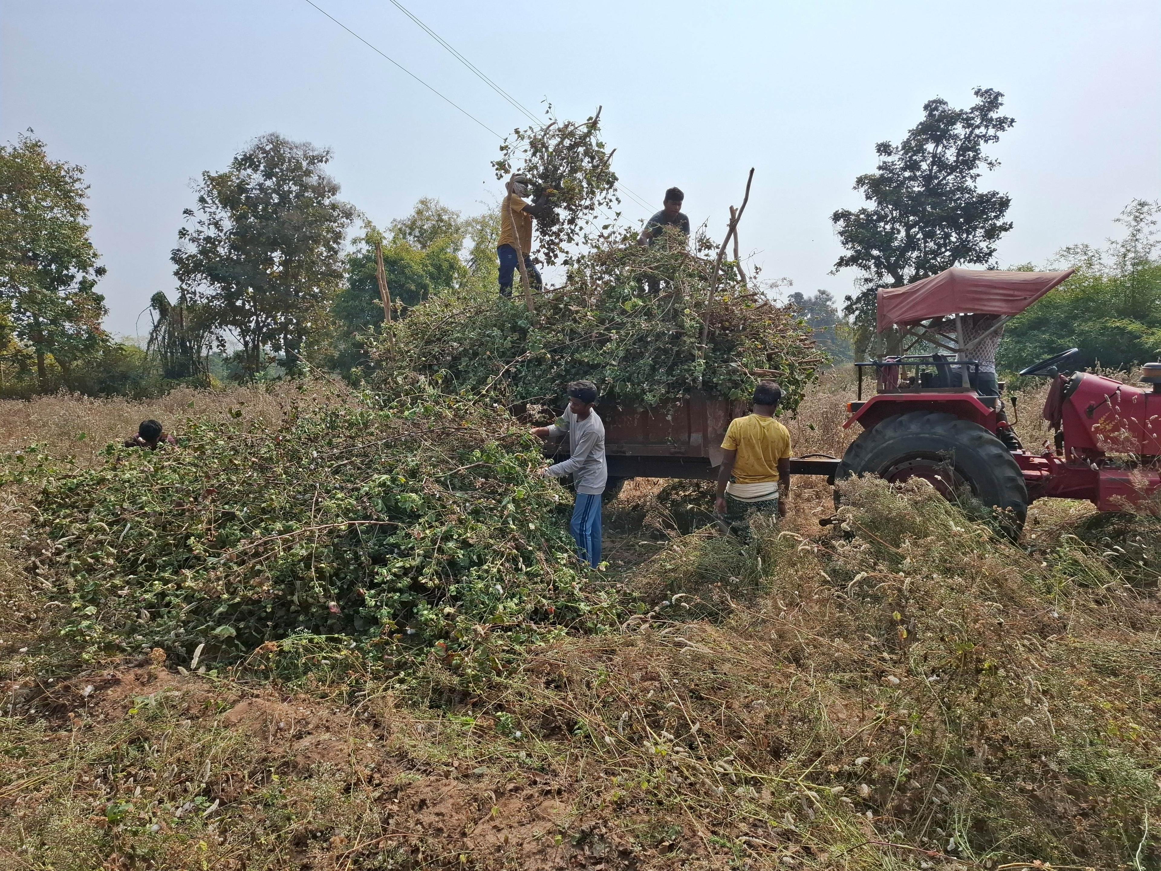 Workers load branches onto a red tractor in a rural field, surrounded by tall grass and trees under a clear sky.