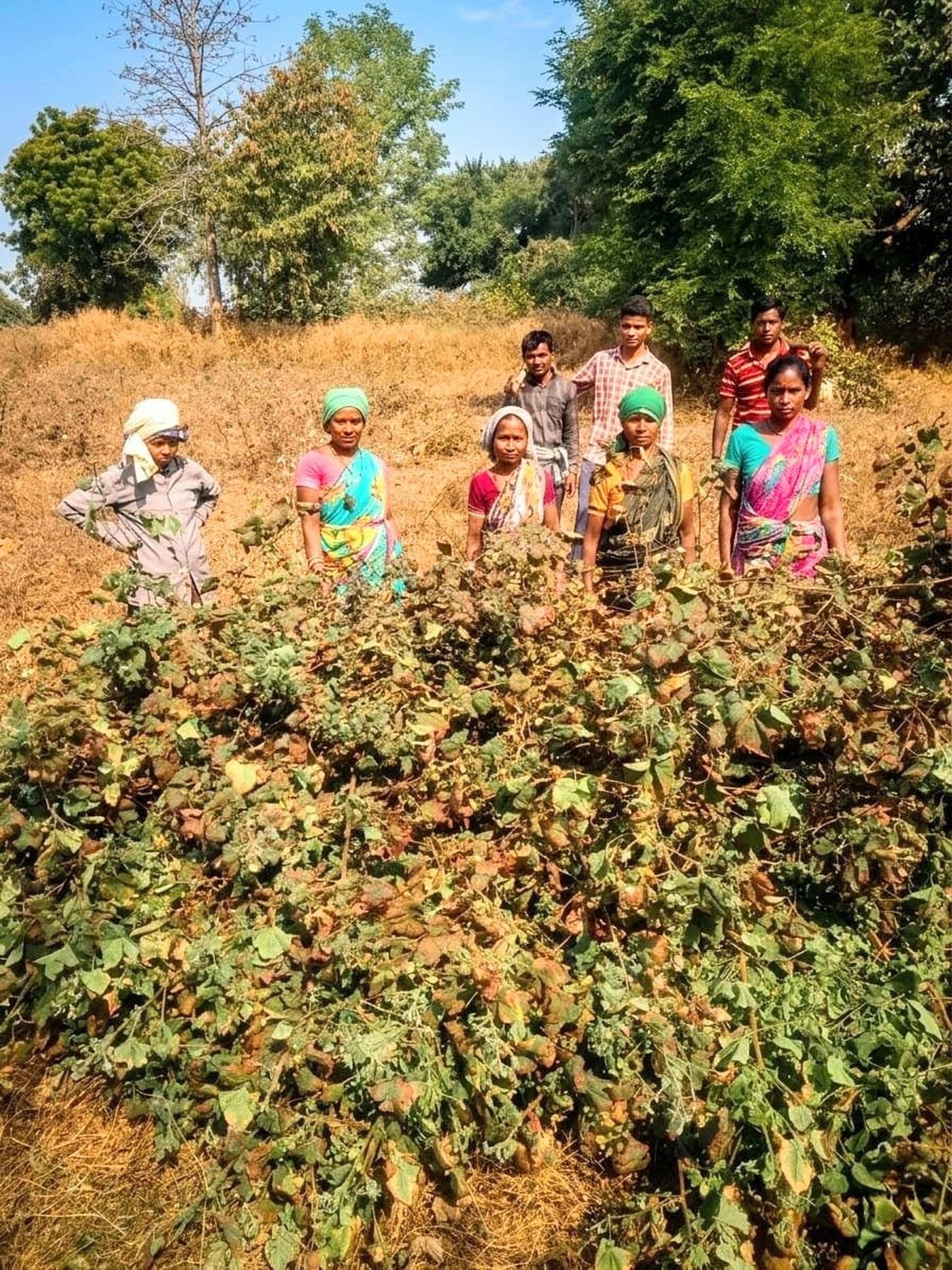 A group of people in colorful clothing stand in a field among dense plants, with trees and clear blue sky in the background.