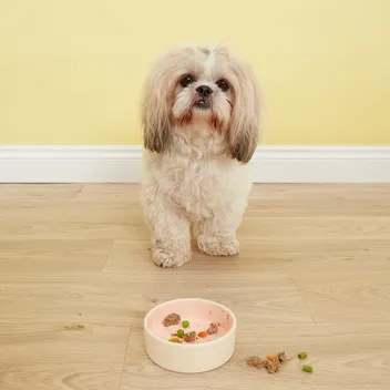 Wie viel Wasser sollte ein Hund pro Tag trinken?