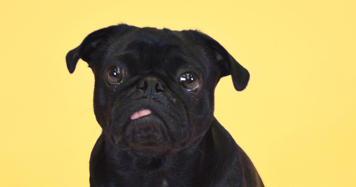 Pug: Breed Guide