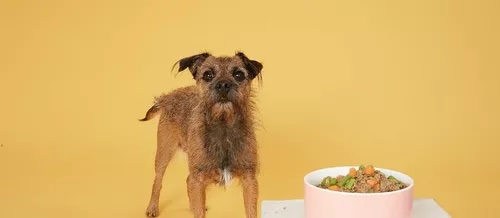 josera hundefutter sensi adult Josera Sensi Adult  Dogspot Tierbedarf